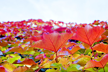 Image showing autumnal painted leaves