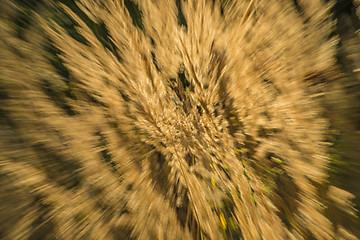 Image showing grass in wind and backlight