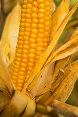 Image showing Ripe corn with peel