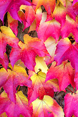 Image showing autumnal painted leaves