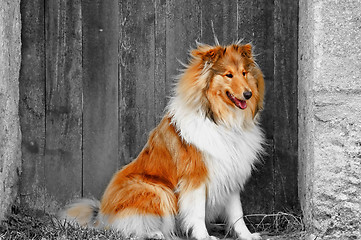 Image showing Collie dog sitting before an old wooden door