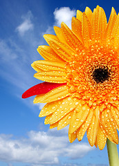 Image showing Bright Daisy