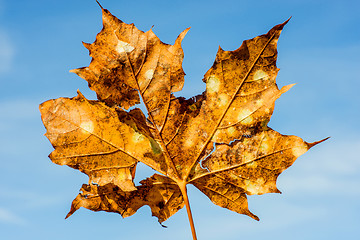 Image showing old maple leaf with cracks and holes on a blue sky