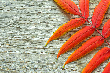 Image showing Autumnal leaves