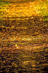 Image showing autumnal painted leaves in evening sun on a way