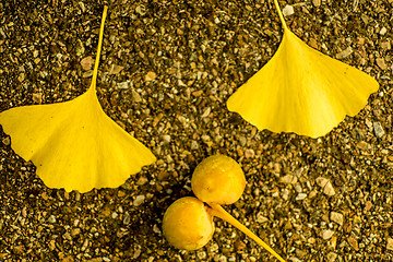 Image showing Ginkgo leaves and fruits in autumnal color