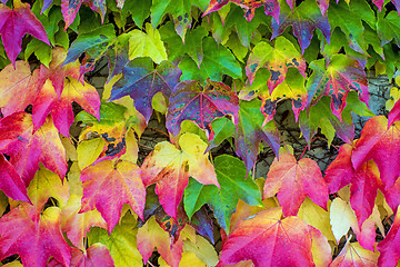 Image showing autumnal painted leaves