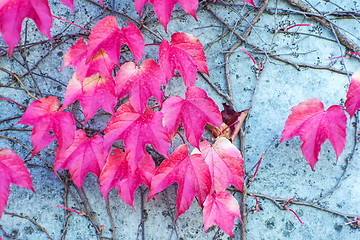 Image showing autumnal painted leaves