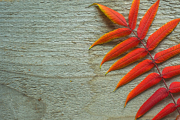 Image showing Autumnal leaves