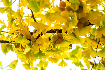 Image showing Ginkgo leaves and fruits in autumnal color