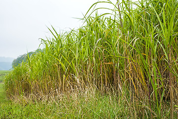 Image showing switch grass