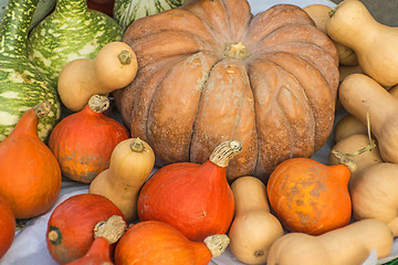 Image showing squash in different kinds