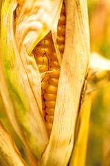 Image showing Ripe corn with peel