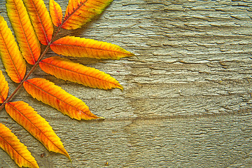 Image showing Autumnal leaves