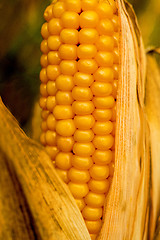 Image showing Ripe corn with peel