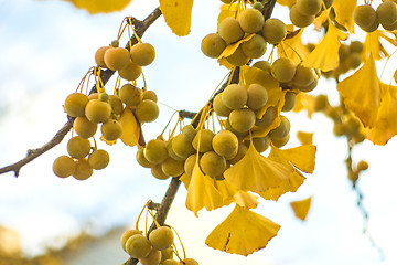 Image showing Ginkgo leaves and fruits in autumnal color