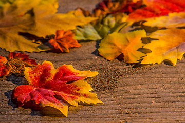 Image showing autumnal painted leaves in evening sun