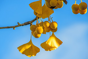 Image showing Ginkgo leaves and fruits in autumnal color