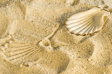 Image showing Scallop at a beach