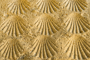 Image showing Scallop at a beach