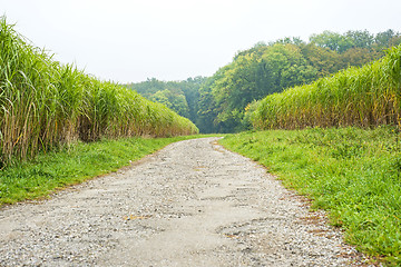 Image showing switch grass