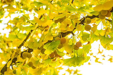 Image showing Ginkgo leaves and fruits in autumnal color