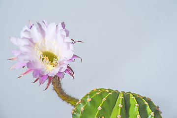 Image showing Echinopsis eyriesii