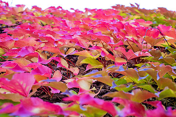 Image showing autumnal painted leaves