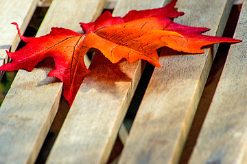 Image showing leaf on a garden chair