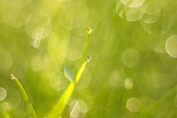 Image showing grass with dew drops