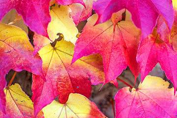 Image showing autumnal painted leaves