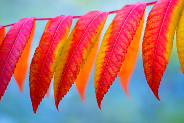 Image showing Ash tree with autumnal painted leaves