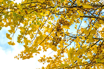 Image showing Ginkgo leaves and fruits in autumnal color