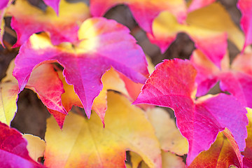 Image showing autumnal painted leaves