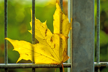 Image showing autumnal painted maple leaf in a gate