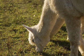 Image showing alpaca