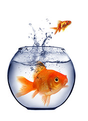 Image showing goldfish jumping out of the water 