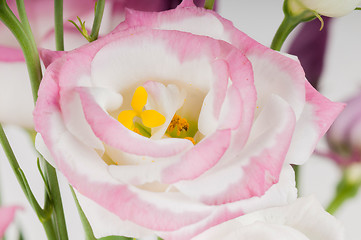 Image showing Macro eustoma flower