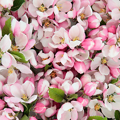 Image showing Apple Blossom Beauty