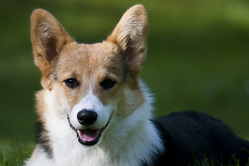 Image showing corgi pup