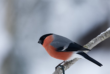 Image showing bullfinch