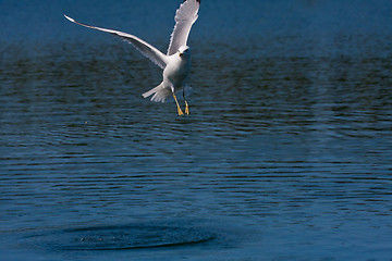 Image showing seagull