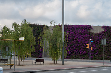 Image showing Climbing plants on a wall
