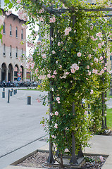 Image showing Climbing plants on a pole