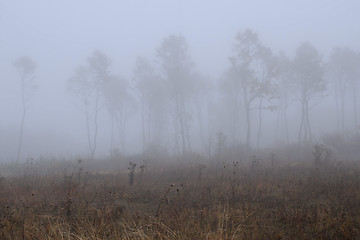 Image showing Bare Trees in Thick Fog