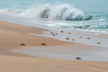 Image showing many crabs on beach