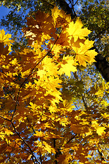 Image showing autumn yellow leaves