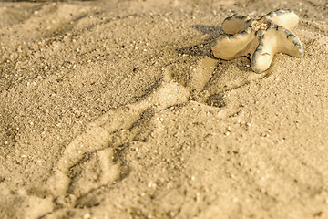 Image showing Starfish at a beach