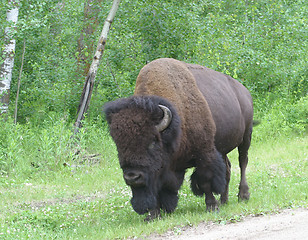 Image showing bison