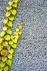 Image showing wall of concrete with wild vine
